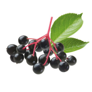 Elderberry Powder